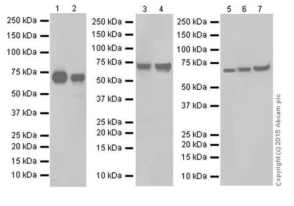 Anti-ATP6V1A antibody [EPR19270] - BSA and Azide free(AB251267)