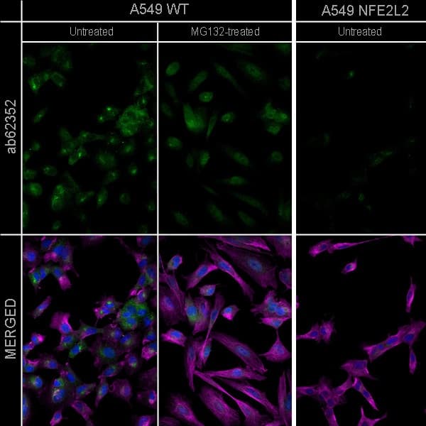 Anti-Nrf2 antibody [EP1808Y](AB62352)
