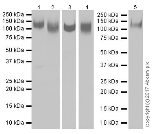 Anti-CD68 antibody [EPR20545](AB213363)