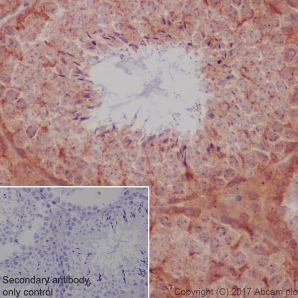 Anti-S6K1 antibody [E343] - BSA and Azide free(AB203558)