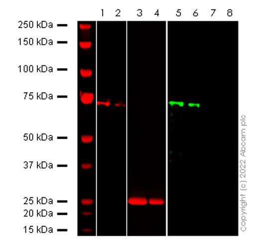 6x His Tag Antibody Hish8 Ab18184 Western Blot Img174346