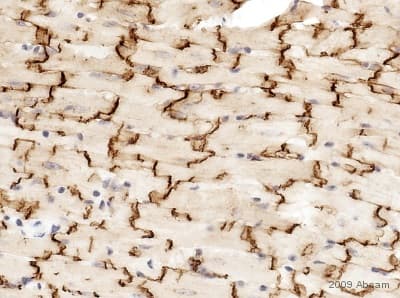 Anti-Connexin 43 / GJA1 antibody - Intercellular Junction Marker(AB11370)