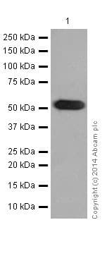 Anti-alpha Tubulin antibody [EP1332Y] - Microtubule Marker(AB52866)