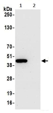 Indoleamine 2 3 Dioxygenase Antibody Blr040f Ab243896  Immunoprecipitation Img69613