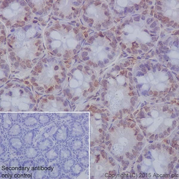 Anti-Histone H2A antibody [EPR17470] - ChIP Grade(AB177308)