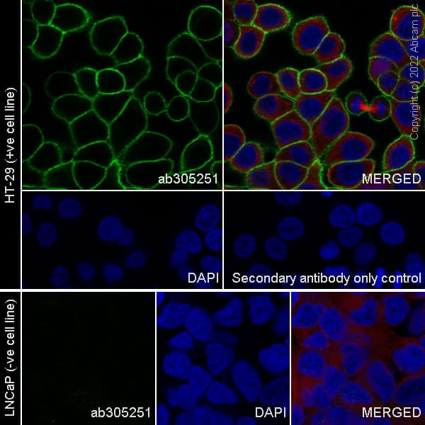 Anti-SLC7A5/LAT1 antibody [EPR26260-66] - BSA and Azide free(AB305252)