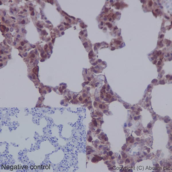 Anti-MEK1 + MEK2 antibody [EPR16667](AB178876)