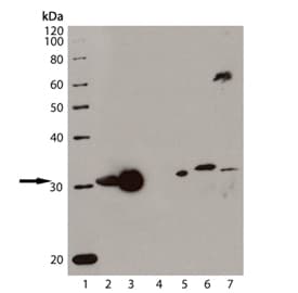 Anti-Heme Oxygenase 1 antibody [HO-1-1](AB13248)