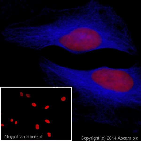 Goat Anti-Rabbit IgG H&L (Alexa Fluor® 405) preadsorbed(AB175654)