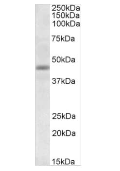 Rabbit Anti-Goat IgG H&L (HRP)(AB6741)