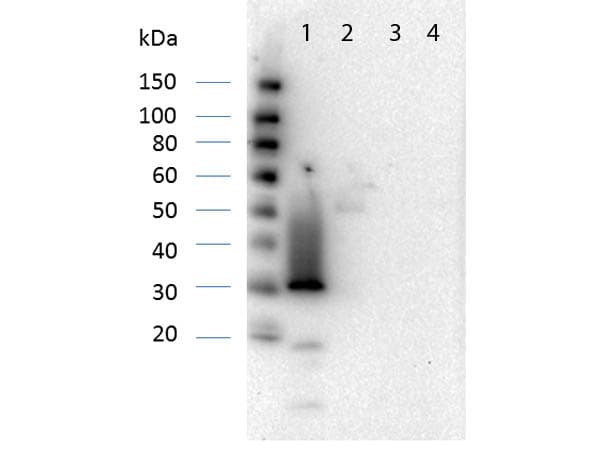 Anti-RFP antibody(AB124754)