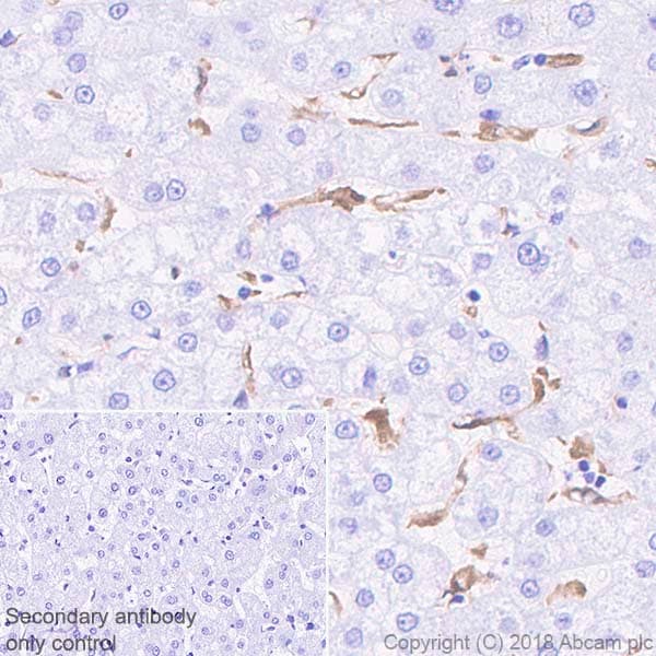 Anti-IL-18 antibody [EPR19954-188](AB243091)
