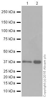 Anti-Rad51 antibody [EPR4030(3)](AB133534)