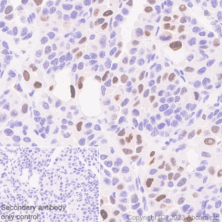 Anti-p21 antibody [EPR18021] - BSA and Azide free(AB232512)