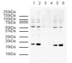 Anti-gamma H2A.X (phospho S139) antibody(AB2893)