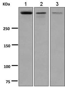 Anti-Reelin antibody [EPR3330(2)] - BSA and Azide free(AB248884)
