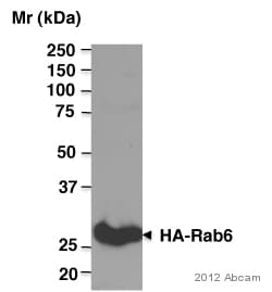 Anti-HA tag antibody [12CA5](AB1424)