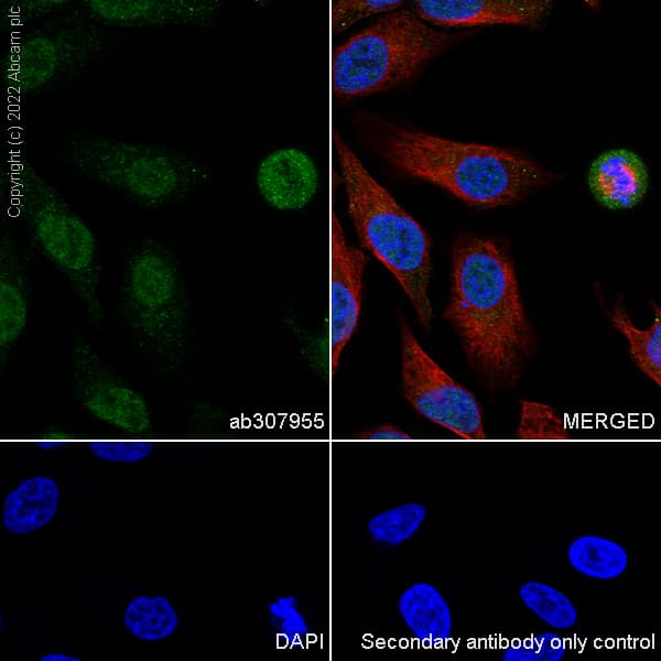 Anti-GWL antibody [EPR26356-80](AB307955)