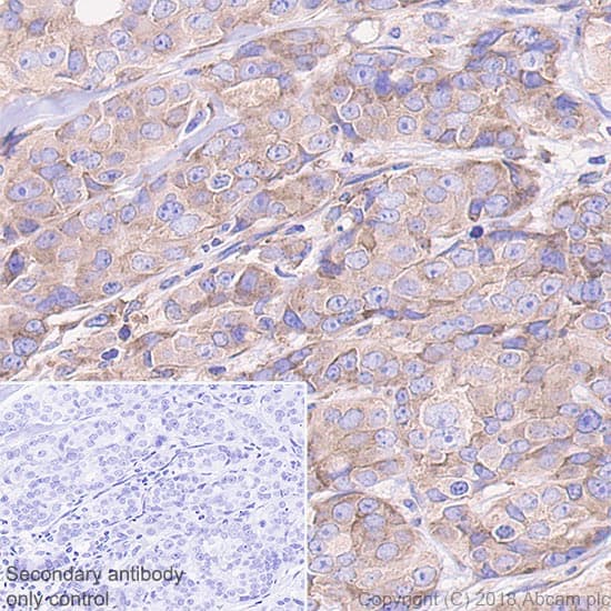 Anti-RPS6 antibody [EPR22168] - Ribosome Marker(AB225676)