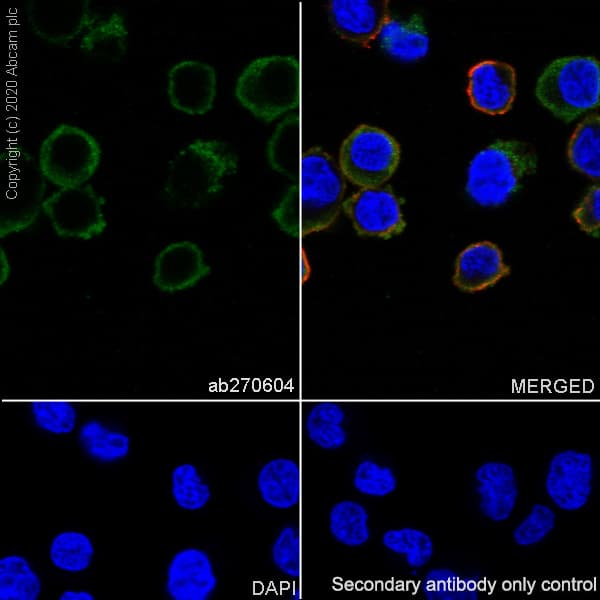 Anti-TFEB antibody [EPR22940-151](AB270604)