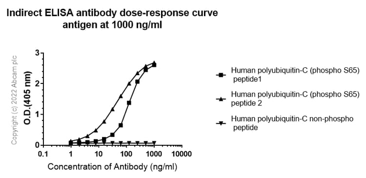 Anti-Ubiquitin (phospho S65) antibody [30H3/30K1](AB309155)