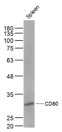 Anti-CD80 antibody(ab215166)