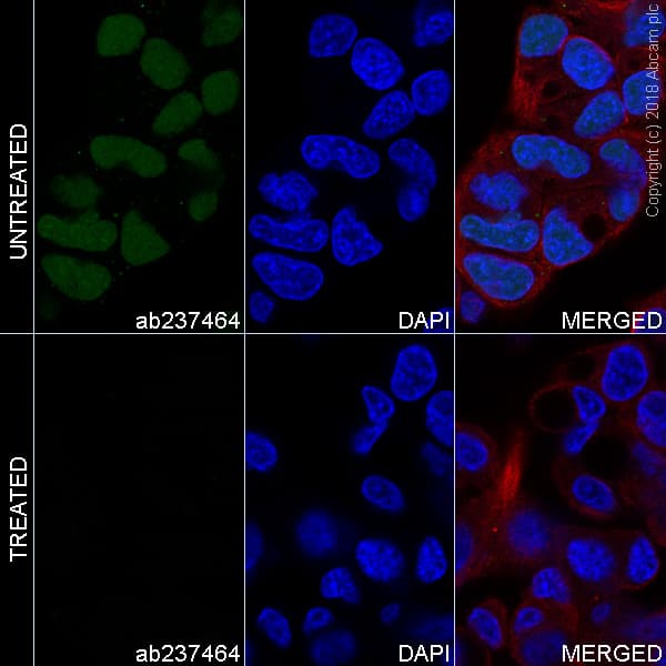 Alexa Fluor® 488 Anti-Nrf2 (phospho S40) antibody [EP1809Y](AB237464)