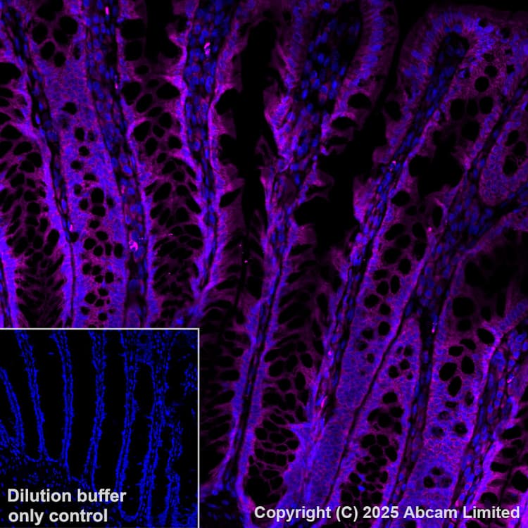 Antigen Retrieval Buffer (100X Tris-EDTA Buffer, pH 9.0)(AB93684)