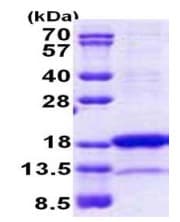 Recombinant Human PNRC2 protein (denatured)(AB167852)