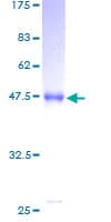 Recombinant Human MED30 / TRAP25 protein(AB164823)