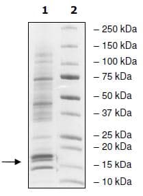 Human Nucleosome Protein Ab271797  Sds Page Img34708