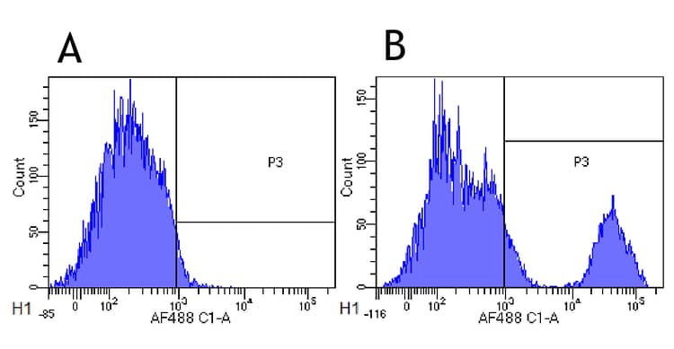 Anti-CD20 antibody [10F381(rituximab)] - Rabbit IgG (Chimeric)(AB275973)