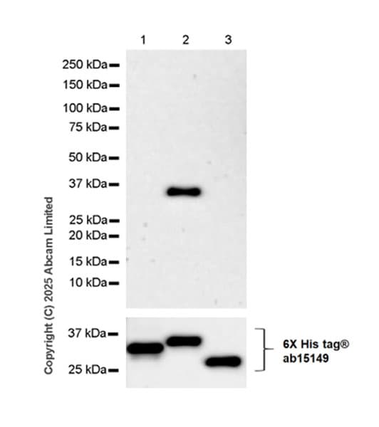 Anti-6X His tag® antibody [AD1.1.10](AB15149)