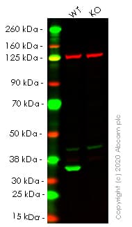 Ab263761  Western Blot Img145010