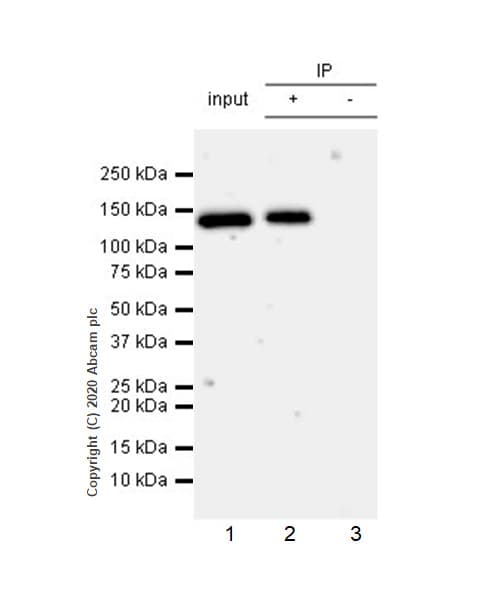 Anti-PMS2 antibody [EPR3947](AB110638)