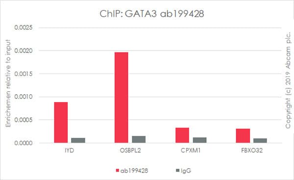 Anti-GATA3 antibody [EPR16651] - ChIP Grade(AB199428)