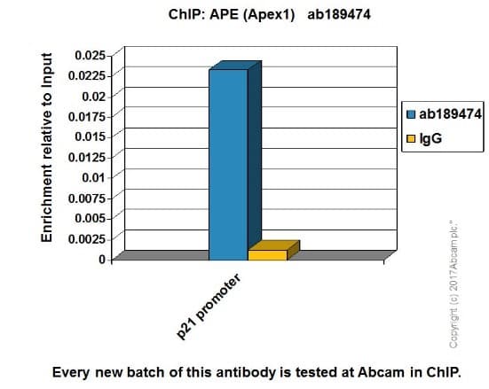 Anti-APE1 antibody [EPR18378-45] - ChIP Grade(AB189474)