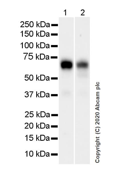 Anti-TFEB antibody [EPR22940-151](AB270604)