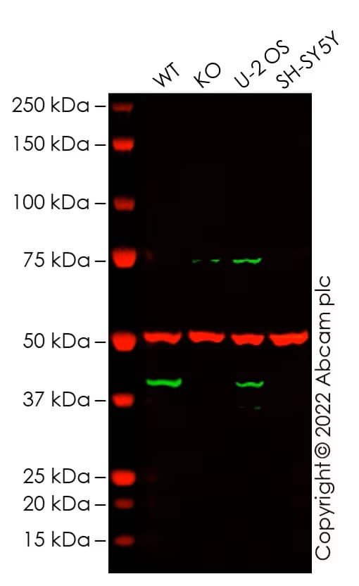 Human Magea4 Knockout A 431 Cell Line Ab273857  Western Blot Img430377