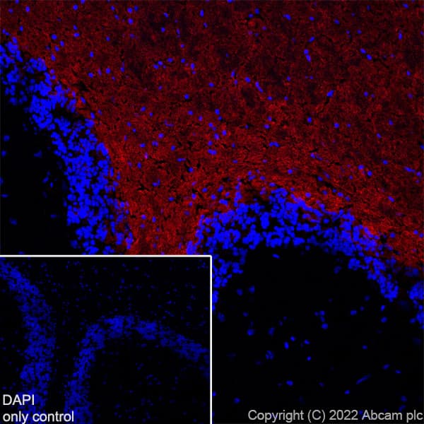 Alexa Fluor® 594 Anti-Myelin oligodendrocyte glycoprotein antibody [EPR22629-310](AB305372)