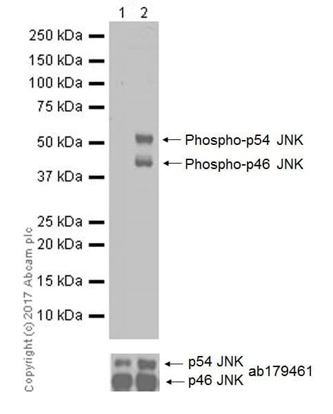 Anti-JNK1 (phospho T183 + Y185) antibody [EPR20763] - BSA and Azide free(AB227061)