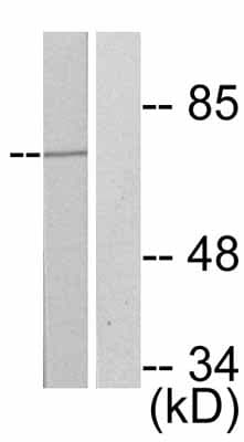 Anti-FOXO4/AFX (phospho S197) antibody(AB47278)