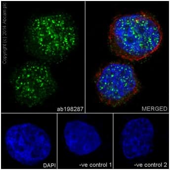 Anti-PRDM1/Blimp1 antibody [EPR16655] - BSA and Azide free(AB240344)