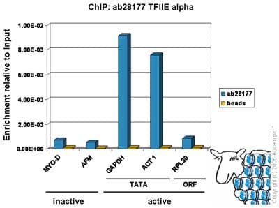 Anti-TFIIE alpha/GTF2E1 antibody(AB28177)