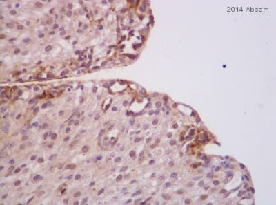Anti-Caspase-3 antibody(AB4051)