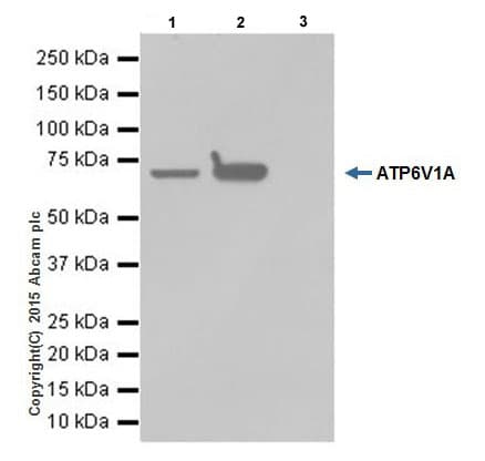 Anti-ATP6V1A antibody [EPR19270] - BSA and Azide free(AB251267)