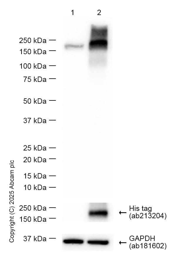 Anti-VEGF Receptor 1 antibody [Y103](AB32152)