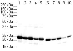 Anti-Cyclophilin B antibody(AB16045)