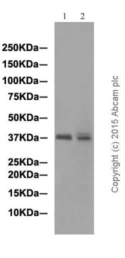 Anti-DUSP6 antibody [EPR129Y](AB76310)