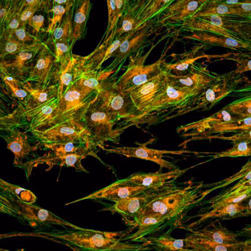 Cell Painting Assay At 60x Magnification